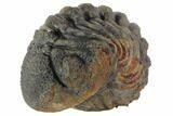 Bumpy Enrolled Morocops (Phacops) Trilobite #86414-2